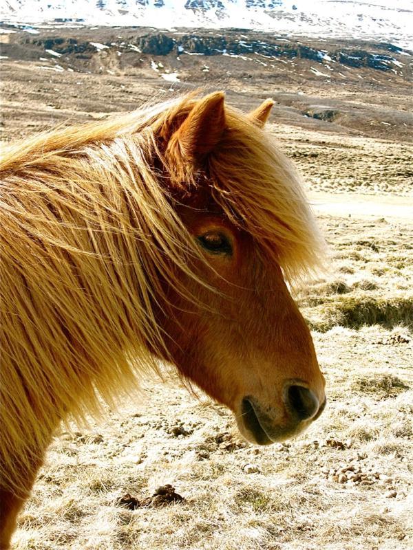 Solvanes Farmholidays Varmahlid  Εξωτερικό φωτογραφία